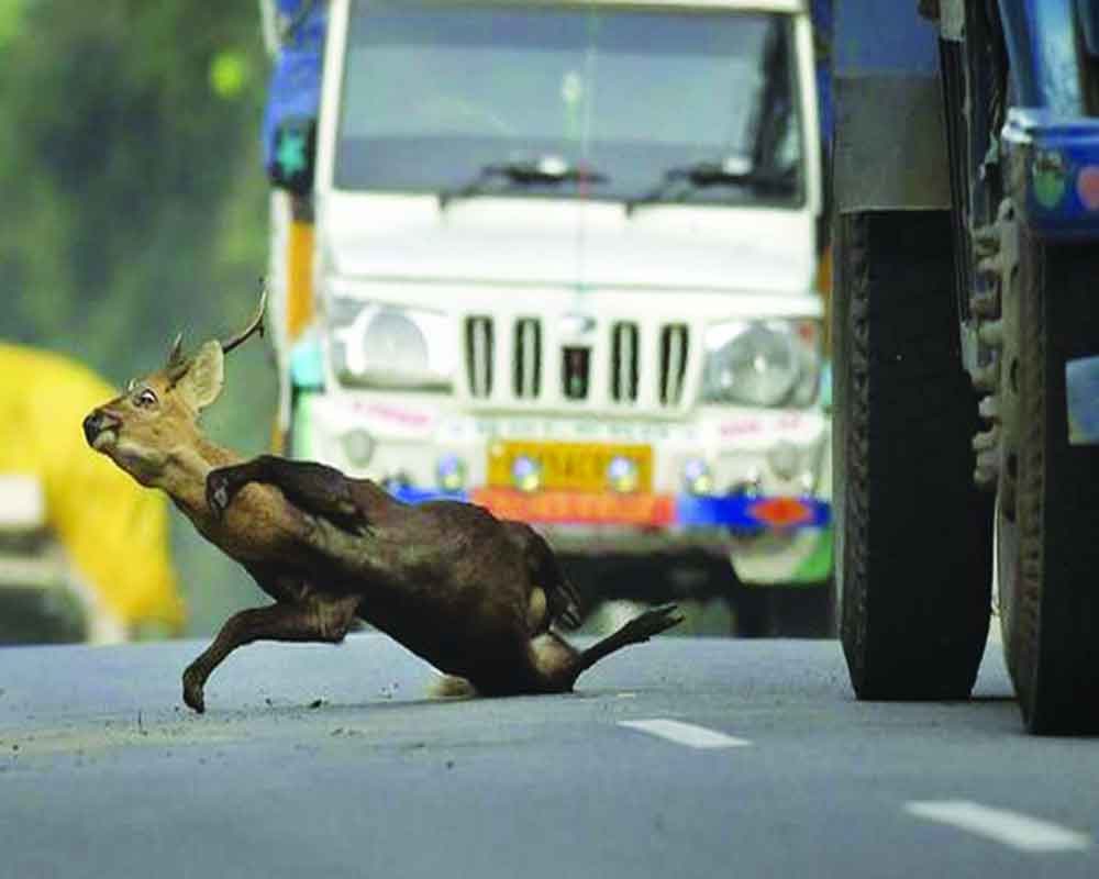 animal road accidents