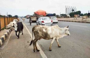 cattle-on-road-1